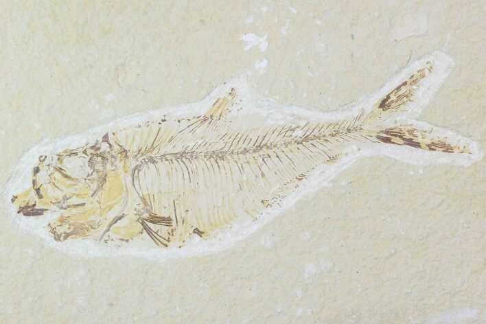 Bargain, Diplomystus Fossil Fish - Wyoming #100598